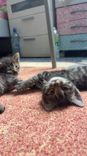 Baby Katzen 