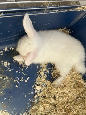 kaninchen in liebevolle hände abzugeben 
