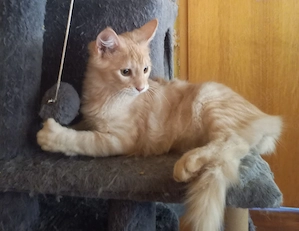 Wunderschönes, reinrassiges, Norwegische Waldkatzenkitten