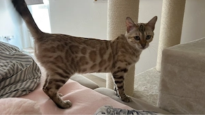reinrassige Bengalkatzen