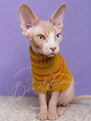 Canadian Sphynx Deckkater mit Schnurrhaaren und Wcf Stammbaum