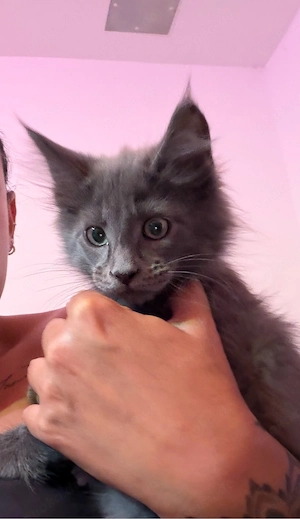 Maine Coon Kitten Mädchen und Junge AUSZUGSBEREITmit Stammbaum, Eltern getestet