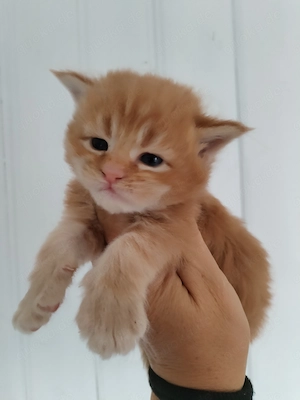 Maine Coon Kitten m. PAP.    
