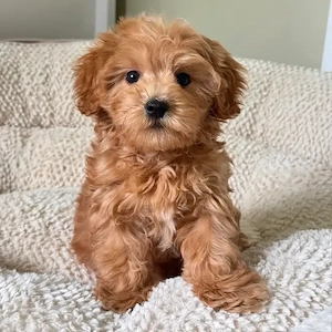 Maltipoo-Welpen abzugeben