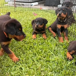Sehr schöne, kräftige und typvolle Rottweilerwelpen zu verkaufen