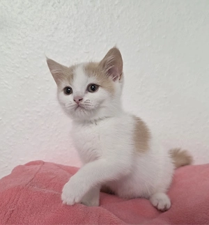 BKH Kitte Mädchen abgabebereit 