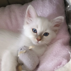 Heilige Birma Kitten