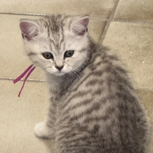 zuckersüsse Britisch kurzhaar kitten nur noch 1 Weibchen und ein Männchen zur verfügung