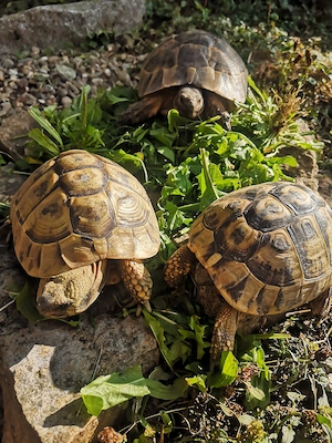 Landschildkröte weiblich 