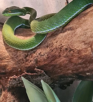1.0 Trimeresurus albolabris