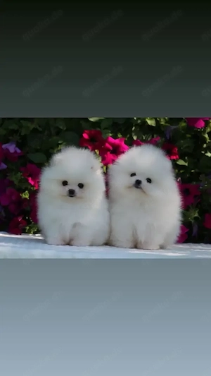 Zwergspitz-Pomeranian-Welpen