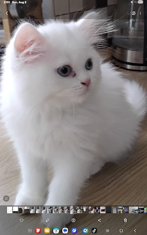 BABY Junge Katze 