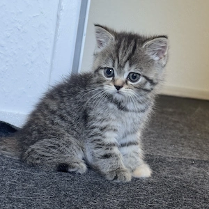 underschönes Britisch Kurzhaar Mix Kitten sucht ein liebevolles Zuhause 