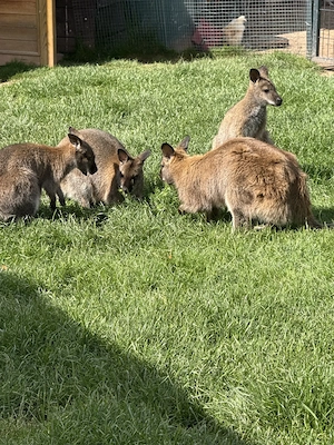 Wallabys, Bennettkängurus, Känguru, Weibchen und Männchen Bild 2