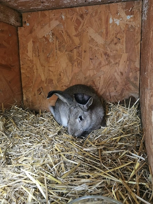 Kaninchen, Deutsche Riesen Blaue Wiener Mix 