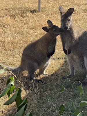 Wallabys, Bennettkängurus, Känguru, Weibchen und Männchen Bild 5
