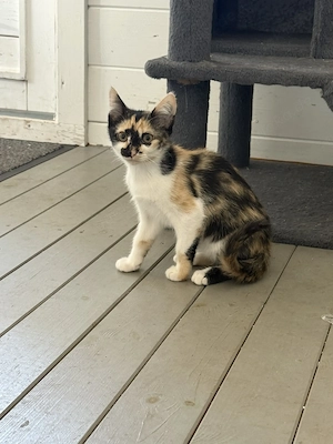 Siammixkitten, Katze, Kater