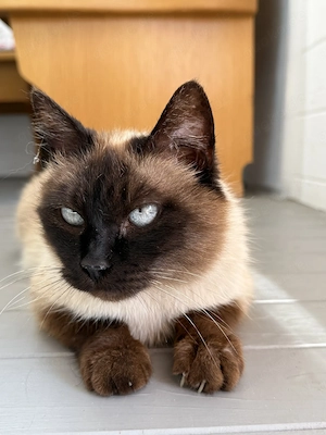 Siammixkitten, Katze, Kater