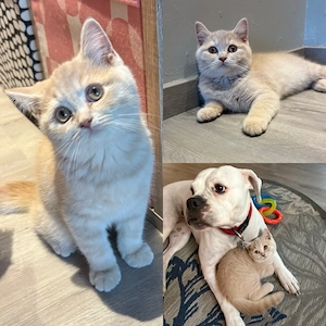 Britisch Kurzhaar Kitten 