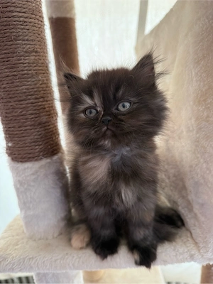 Perserkitten mit Nase