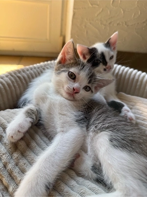 Babykatzen Siam - Mischling