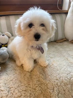 Coton de Tulear Welpen Baumwollhund