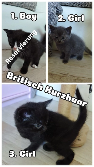    Britisch Kurzhaar (BKH) & Britisch Langhaar (BLH) Kitten suchen ein liebevolles Zuhause   