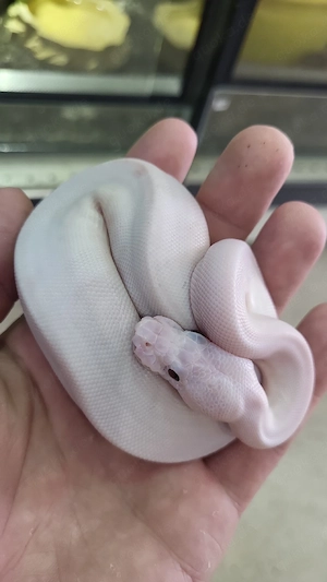 Mystic Potion Piebald Königspython 