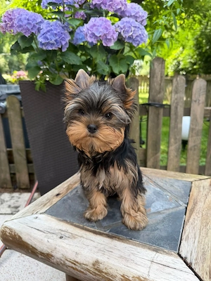 Bildschöne kleine feine Yorkshire Terrier Babys 12 Wochen