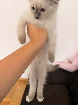 Heilige Birmakitten,  Kätzchen,  Kitten,  heilige Birma Weibchen 
