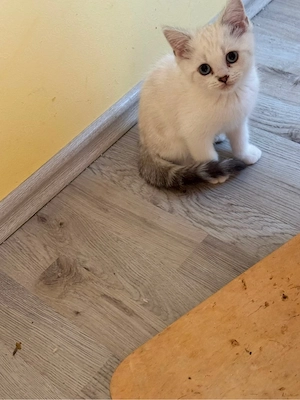 zuckersüsse Bkh Kitten  Bild 4