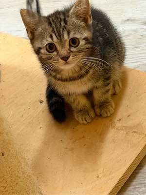 zuckersüsse Bkh Kitten  Bild 5