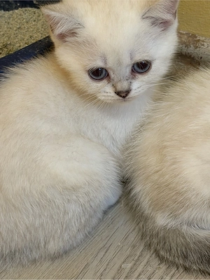 zuckersüsse Bkh Kitten  Bild 6