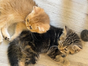 zuckersüsse Bkh Kitten  Bild 2