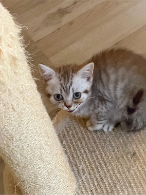zuckersüsse Bkh Kitten  Bild 3