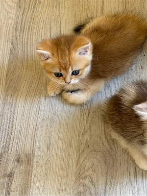 zuckersüsse Bkh Kitten  Bild 7