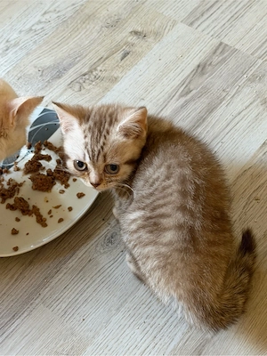 zuckersüsse Bkh Kitten  Bild 8