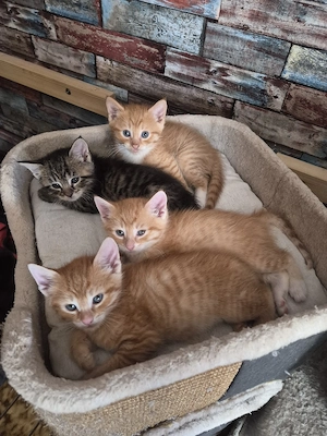 Maine Coon Waldkatzen Glückskatzen Mix Kitten 