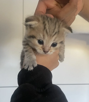 Baby Kitten zu verkaufen !!!