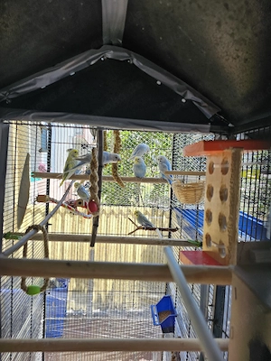 Wellensittische