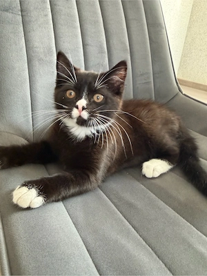 BLH mix Kitten
