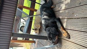 6 monate Rottweiler Hündin 