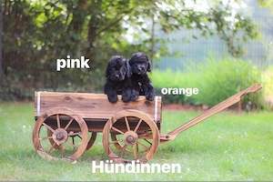 Wunderschöne schwarze Labradoodle-Welpen suchen ab dem 3. August ein liebevolles Zuhause 