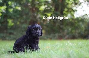 Wunderschöne schwarze Labradoodle-Welpen suchen ab dem 3. August ein liebevolles Zuhause 