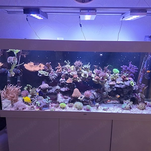 Meerwasser Korallen , Fische , Lebendgestein