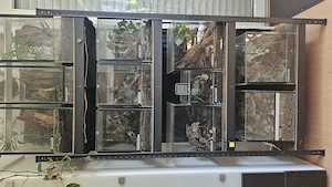Komplette Vogelspinnensammlung abzugeben....der WEITESTE WEG lohnt sich !!!!