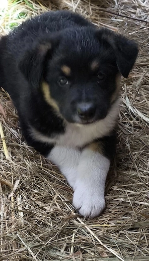 Australian-Shepherd-Mischling sucht ein liebevolles Zuhause   