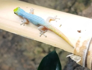 Gruppe 1.3 Lygodactylus Conrauis 