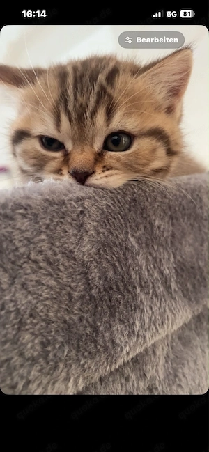 BKH Brittisch Kurzhaar Kitten 