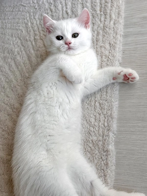     Zauberhafter BKH-Kater ab sofort abgabebereit